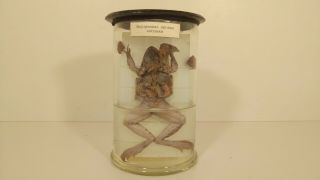Vintage Frog Wet Specimen Oddities Taxidermy Mummified