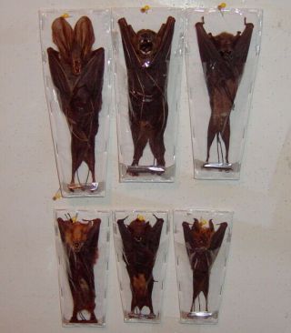 Bat Taxidermy 6 Hard To Find Species Some Rare Displayed In Resting Position