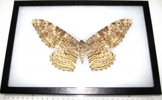 Real Framed White Witch Moth Thysania Agrippina Peru