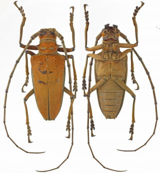 Rosenbergia Mandibularis Cerambycidae 49mm - Jayapura Province,  Papua,  Indonesia