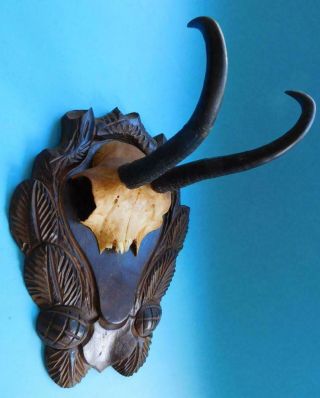Chamois Goat Antelope Taxidermy Mounted Horns On Ornate Carved Wood Plaque