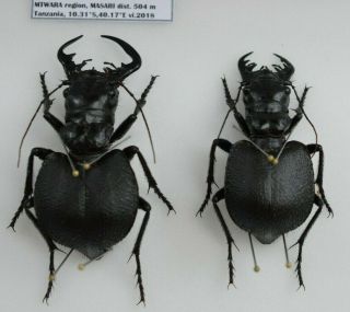 Cicindelinae Manticora Latipennis Pair,  Tanzania Big Male 60 Mm
