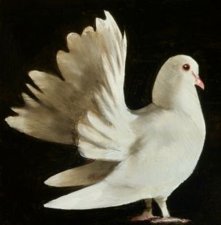 Pigeon : Oil Painting On Canvas Paper : Dove Bird Art By David Andrews