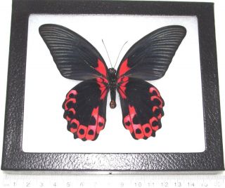 Real Framed Butterfly Red Pink Papilio Rumanzovia Philippines