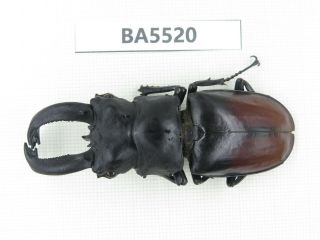 Beetle.  Hexarthrius Sp.  S Yunnan,  Xishuangbanna.  1m.  Ba5520.