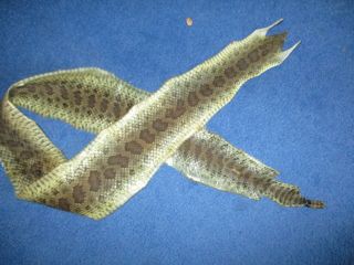 Rattlesnake Skin Prairie Rattle Snake Hide Soft Tanned Wrap Pen Blanks 44 In.  Y6