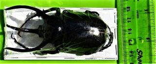 Very Rare Size Atlas Beetle Chalcosoma atlas atlas 90 mm Male FAST FROM USA 2