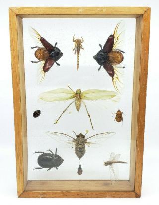 Vintage Insects Taxidermy Entomology Display Wood Frame Shadow Box Bug