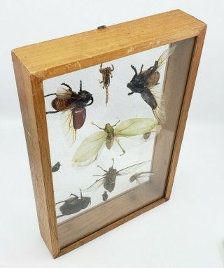 Vintage Insects Taxidermy Entomology Display Wood Frame Shadow Box Bug 2