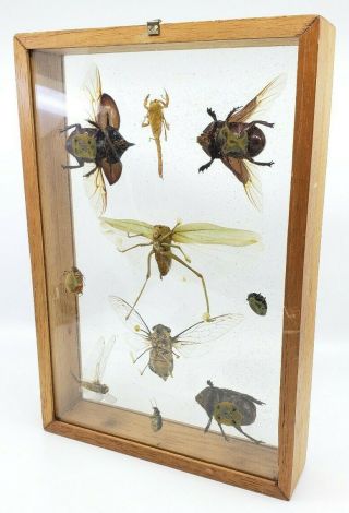 Vintage Insects Taxidermy Entomology Display Wood Frame Shadow Box Bug 3