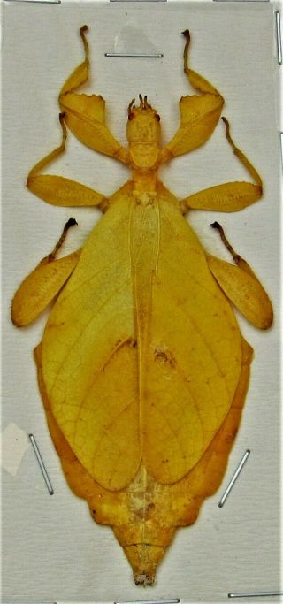 Very Rare Leaf Mimic Phyllium Hausleithneri Female Yellow Form Stick Bug Fast Us