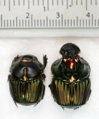 Sulcophanaeus Menelas Pair A1 Unmounted Scarabaeinae Scarabaeidae