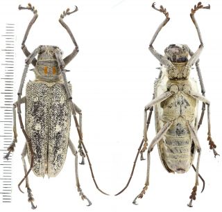Batocera Humeridens - Cerambycidae 45 Mm From Timor Island,  Indonesia
