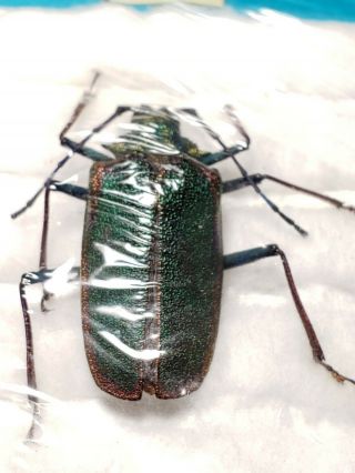 Cerambycidae Prioninae Scatopyrodes Tenuicornis 30mm A1 Comitan Chiapas Os6 2916