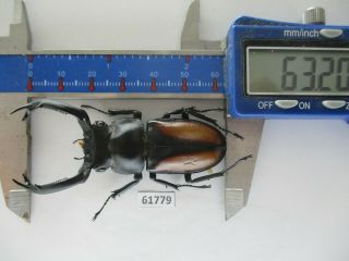 61779 Lucanidae: Rhaetulus Crenatus Tsutsuii?.  Vietnam C.  Kontum.  63mm