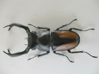 61779 Lucanidae: Rhaetulus crenatus tsutsuii?.  Vietnam C.  Kontum.  63mm 2
