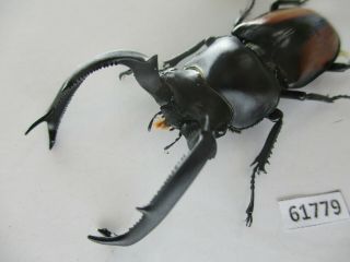 61779 Lucanidae: Rhaetulus crenatus tsutsuii?.  Vietnam C.  Kontum.  63mm 3
