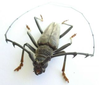 Insect Cerambycidae 46mm (male) Rare Atalaya - Peru