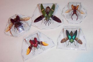Taxidermy Insects 5 Different Species Spread Ready For Framing Or Jewelry
