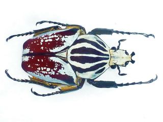 Goliathus Albovariegatus Male 61mm,  Splendid Reddish Form Cameroon