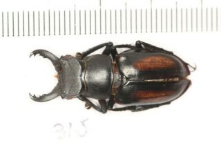 Lucanidae Lucanus Parryi From Zhejiang 31.  5mm