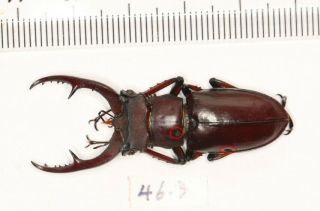 Lucanidae Lucanus Brivioi Fujian 46.  3mm