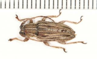 Cerambycidae Cerambycinae W Yunnan (41)