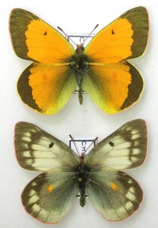 Lepidoptera.  Colias Hyperborea,  A1 -,  Pair,  Russia,  Far East,  1 Color Form.