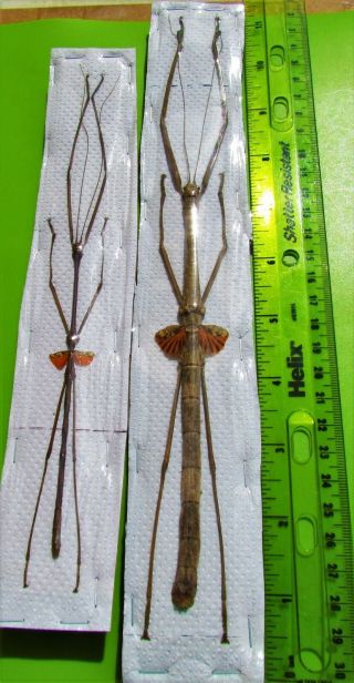 Giant Malaysian Winged Stick Bug Phaenopharos Struthioneus Pair Fast From Usa