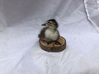 Taxidermy Duckling Mounted On A Log Slice