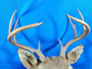 Retro Xmas VTG Red Nose Rudolph Light Whitetail Deer Head Shoulder Mount 2