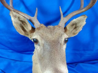 Retro Xmas VTG Red Nose Rudolph Light Whitetail Deer Head Shoulder Mount 3