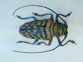Sternotomis Mathildae Female Huge Rare Color Cerambycidae Cameroon
