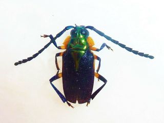 Esmeralda Coerulea Male Prioninae Cerambycidae French Guyana