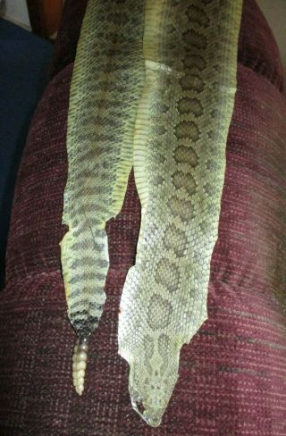 Rattlesnake Skin Prairie Rattle Snake Hide Soft Tanned Wrap Pen Blanks 44 In L8
