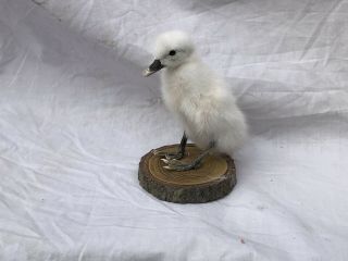 Taxidermy Gosling Mounted On A Log Slice