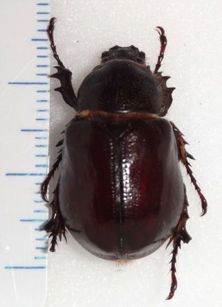 Megasoma Sleeperi Female 23.  2mm California Ms - 4 Beetle Insect Dynastes