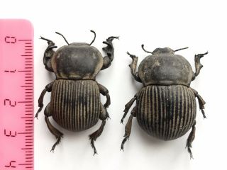 Anomalipus Elephas - Namibia - Pair - Coleoptera,  Tenebrionidae