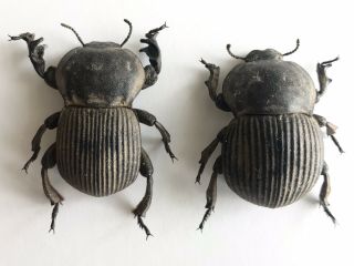 Anomalipus elephas - Namibia - pair - Coleoptera,  Tenebrionidae 2