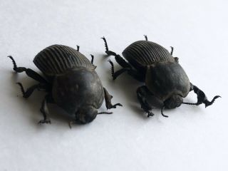 Anomalipus elephas - Namibia - pair - Coleoptera,  Tenebrionidae 3