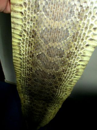 Rattlesnake Skin Prairie Rattle Snake Hide Dry Tanned Wrap Pen Blanks 52 In D6
