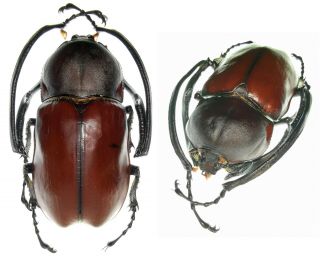 Insect Beetles Euchirinae Euchirus Longimanus 75 Mm Seram Is