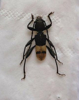 Cerambycidae Sp From Jinxiu Guangxi China 7036