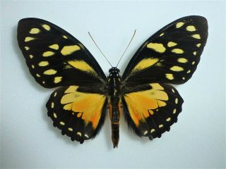 Fantastic Papilio Ascolius Ascolius Male Papilioniidae Papilionidae Colombia