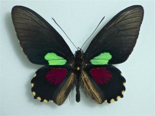Fantastic Parides Aeneas Bolivar Male Papilioniidae Papilionidae Ecuador