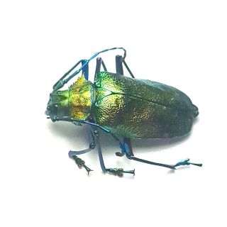 Cerambycidae,  Pyrodes Nitidus Female