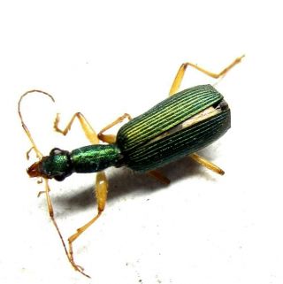 016 Pa : Carabidae Species? 10mm