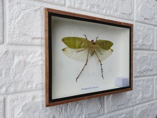 Real Pseudophyllus Hercules Taxidermy Framed Bug Insect Home Decoration