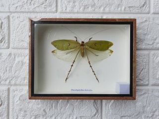 REAL PSEUDOPHYLLUS HERCULES TAXIDERMY FRAMED BUG INSECT HOME DECORATION 2