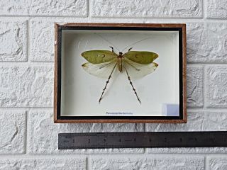 REAL PSEUDOPHYLLUS HERCULES TAXIDERMY FRAMED BUG INSECT HOME DECORATION 3